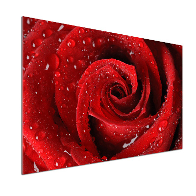 Glasrückwand für die küche Tropfen auf einer Rose