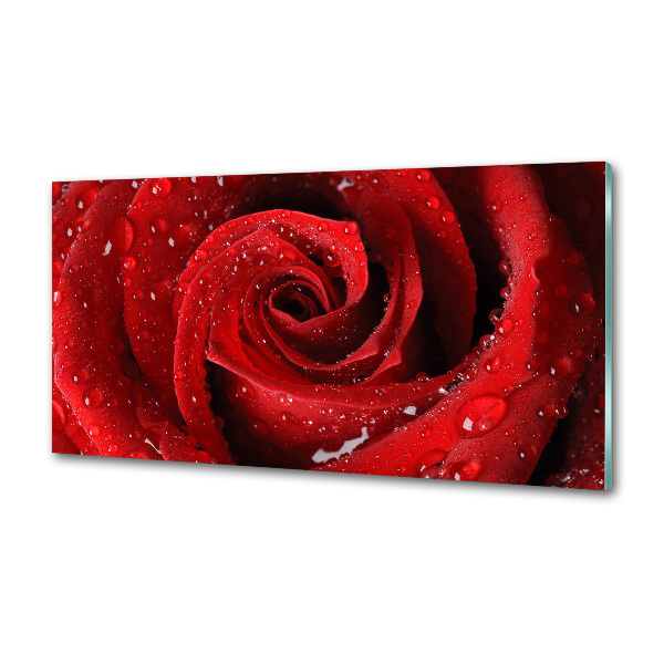 Glasrückwand für die küche Tropfen auf einer Rose