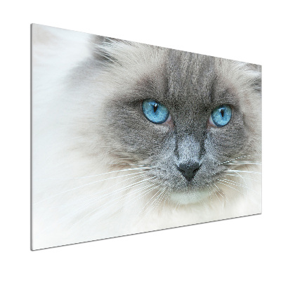Platte für Küchenrückwand blauäugige Katze