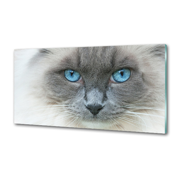 Platte für Küchenrückwand blauäugige Katze