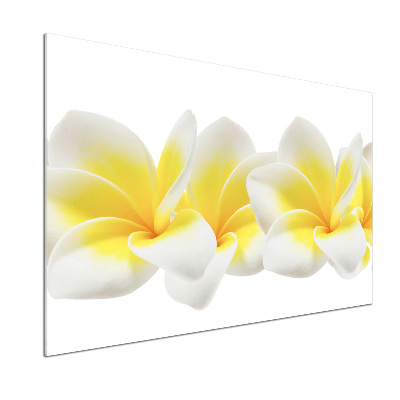 Glasrückwand für die küche Plumeria
