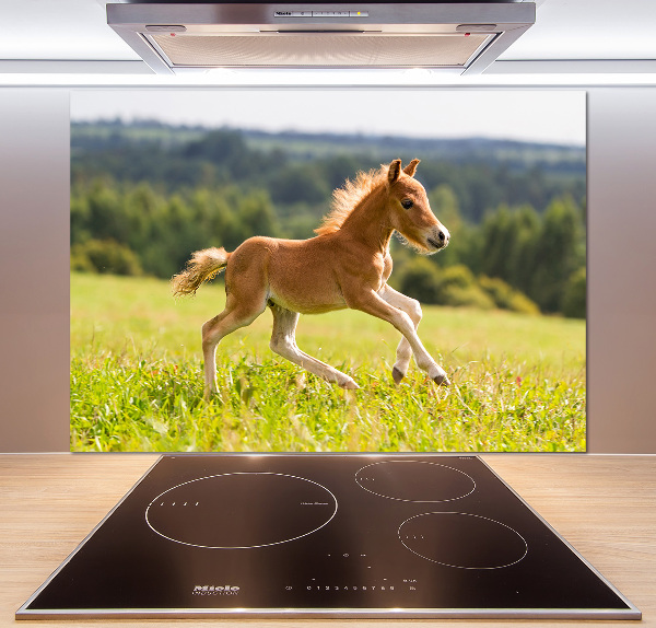 Platte für Küchenrückwand Ein galoppierendes Fohlen