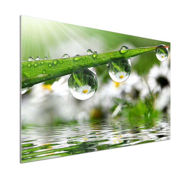 Glasrückwand für die küche Tropfen auf dem Gras