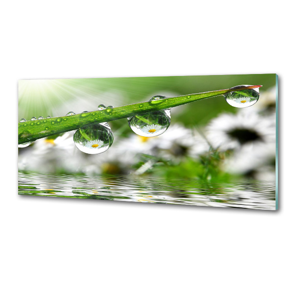 Glasrückwand für die küche Tropfen auf dem Gras