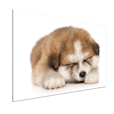 Küchen wandpaneel Akita-Welpe