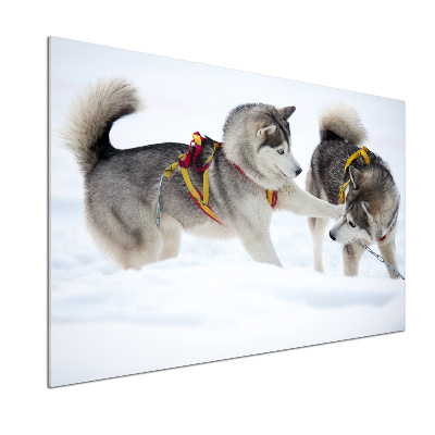 Platte für Küchenrückwand Huskys im Winter