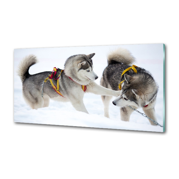 Platte für Küchenrückwand Huskys im Winter