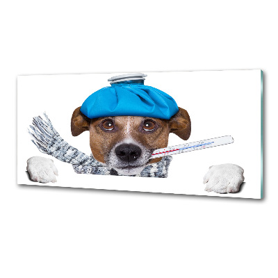 Küchen wandpaneel Kranker Hund