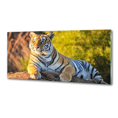 Platte für Küchenrückwand Porträt eines Tigers