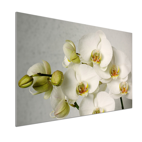 Glasrückwand für die küche Weiße Orchidee