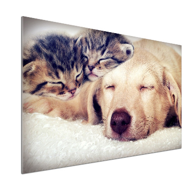 Küchen wandpaneel Welpen und Katzen