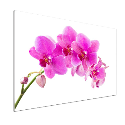 Glasrückwand für die küche Rosa Orchidee