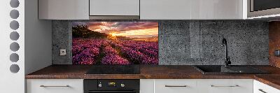 Glasrückwand für die küche Lavendelfeld