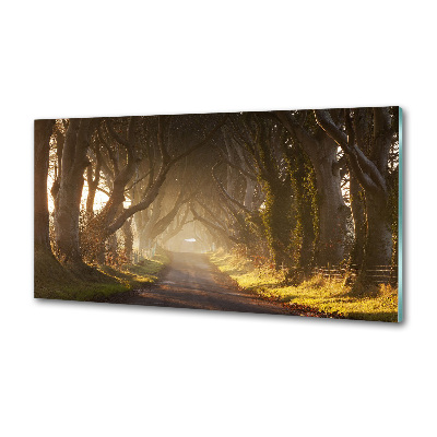 Glasrückwand für die küche Nebel im Wald