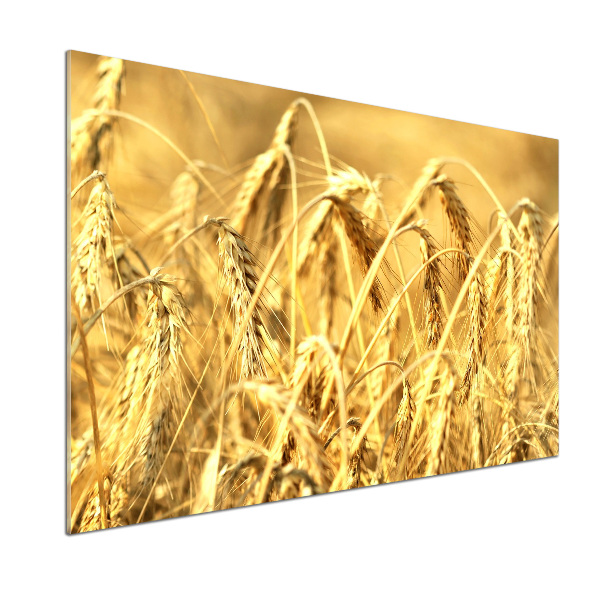 Glasrückwand für die küche Getreide