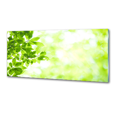 Glasrückwand für die küche Blätter