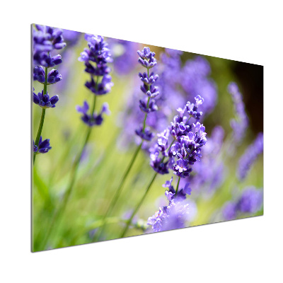 Glasrückwand für die küche Lavendel