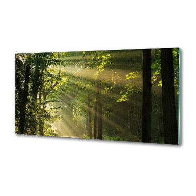 Küchen wandpaneel Wald in der Sonne