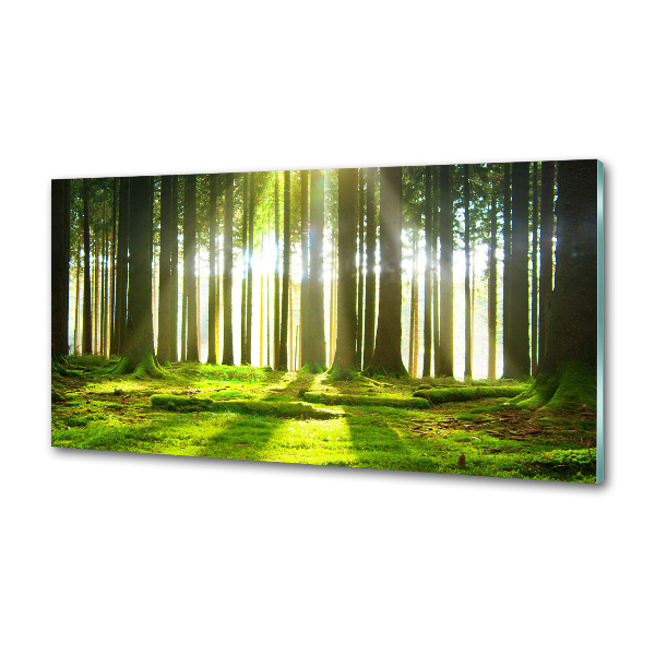 Glasrückwand für die küche Wald in der Sonne