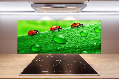 Küchen wandpaneel Marienkäfer auf dem Gras