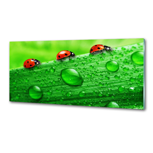Küchen wandpaneel Marienkäfer auf dem Gras