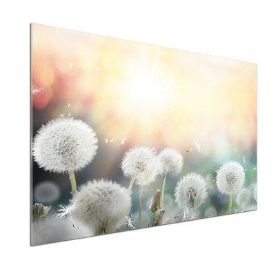 Glasrückwand für die küche Löwenzahnfeld