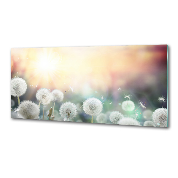 Glasrückwand für die küche Löwenzahnfeld