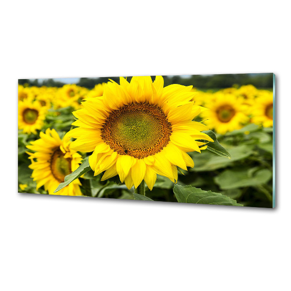 Glasrückwand für die küche Ein Sonnenblumenfeld