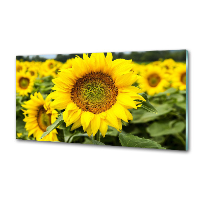 Glasrückwand für die küche Ein Sonnenblumenfeld