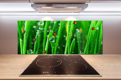 Glasrückwand für die küche Marienkäfer auf dem Gras