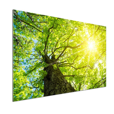 Küchen wandpaneel Kastanie im Frühling