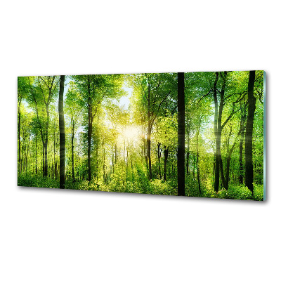 Küchen wandpaneel Wald in der Sonne