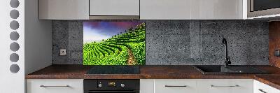 Platte für Küchenrückwand Teeplantage