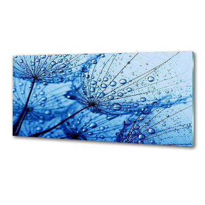 Glasrückwand für die küche Löwenzahnsamen