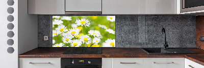 Glasrückwand für die küche Gänseblümchen
