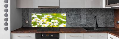 Glasrückwand für die küche Gänseblümchen