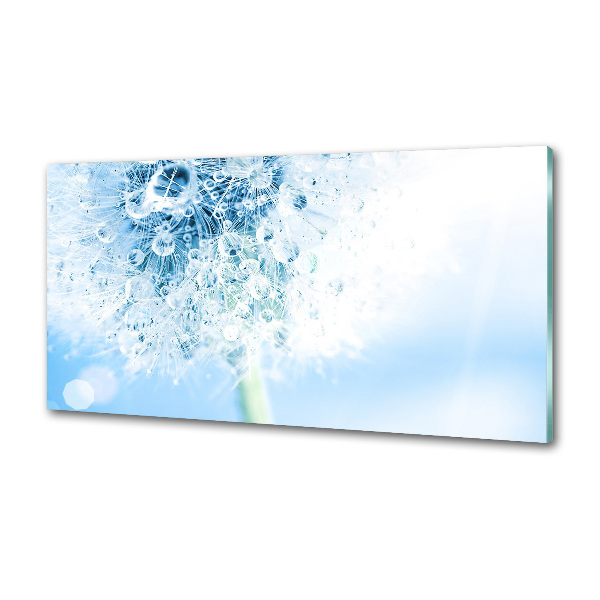 Glasrückwand für die küche Löwenzahn