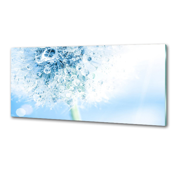 Glasrückwand für die küche Löwenzahn