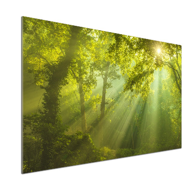 Platte für Küchenrückwand Wald in der Sonne