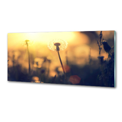 Platte für Küchenrückwand Löwenzahn