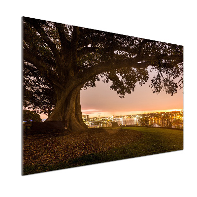 Platte für Küchenrückwand Alter Baum