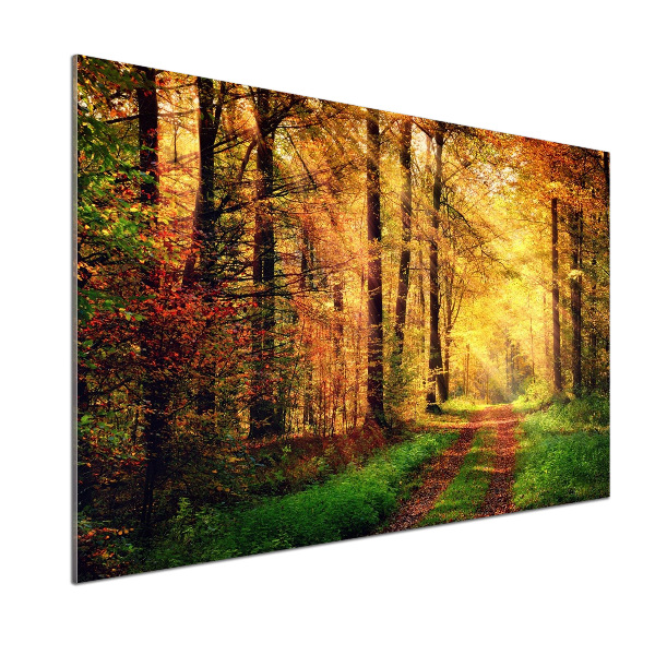 Glasrückwand für die küche Wald im Herbst