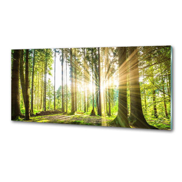 Küchen wandpaneel Wald in der Sonne