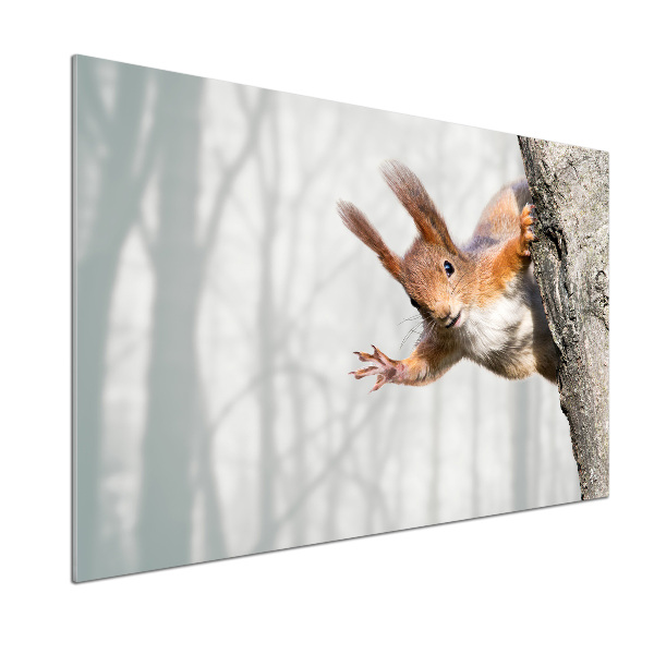 Küchen wandpaneel Eichhörnchen