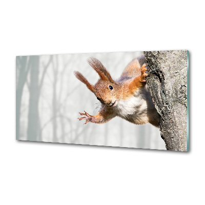 Küchen wandpaneel Eichhörnchen