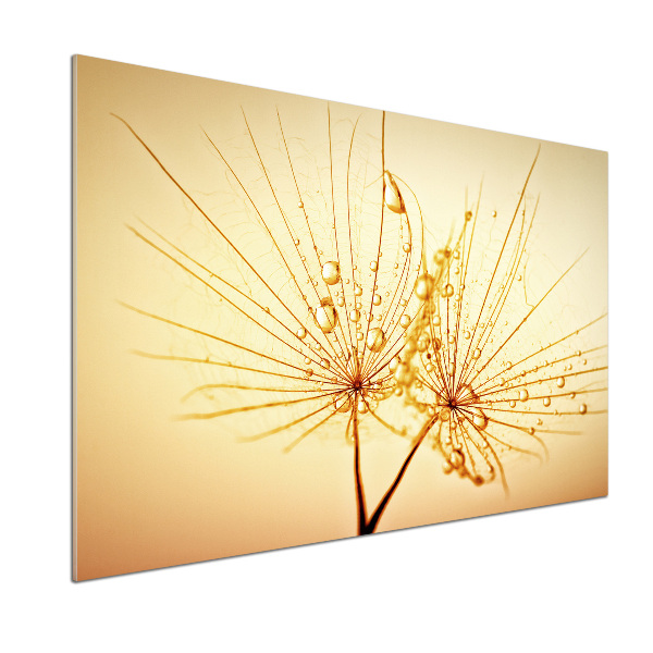 Platte für Küchenrückwand Löwenzahnsamen